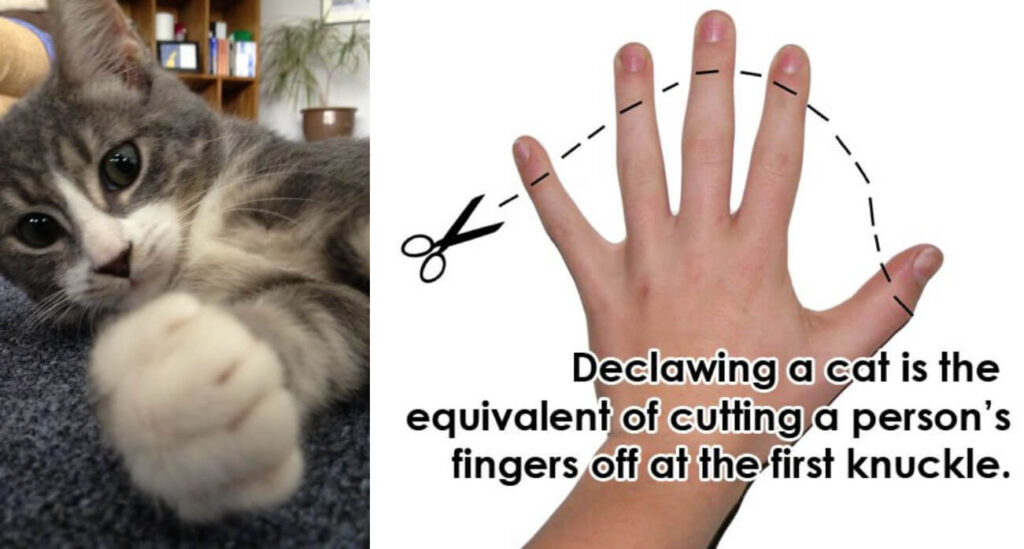 Where Can I Get My Cat Declawed