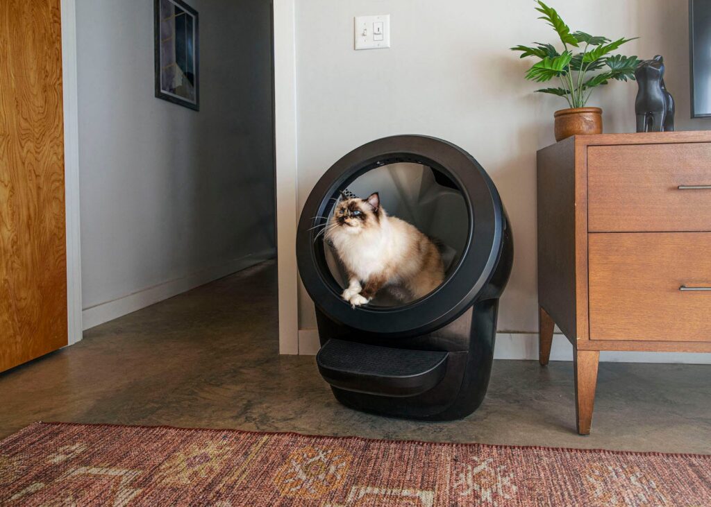 Where to Put Cat Litter Box in a Small Apartment