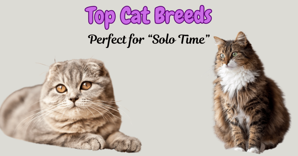 Which Cat Breeds That are Best to Live Alone