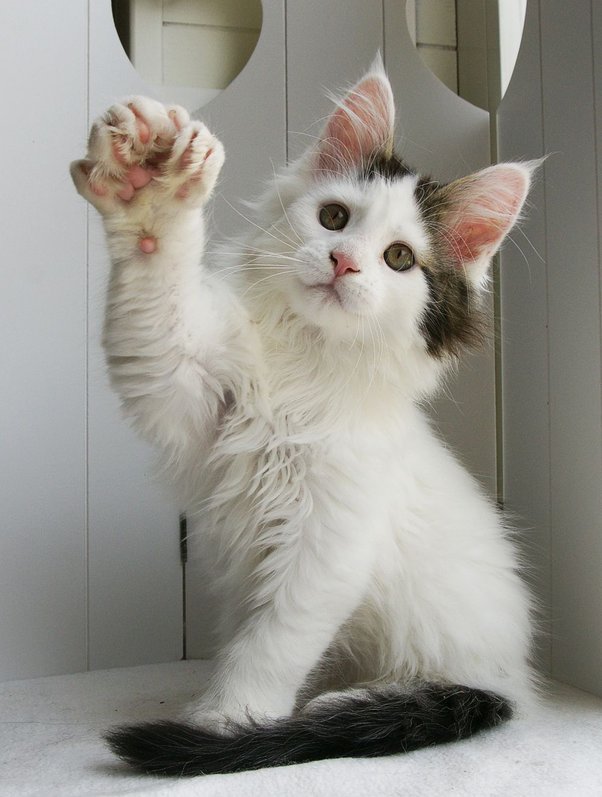 Why are Polydactyl Cats So Common