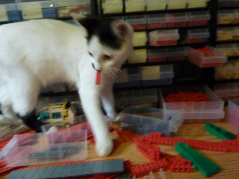 Why Does My Cat Eat Legos