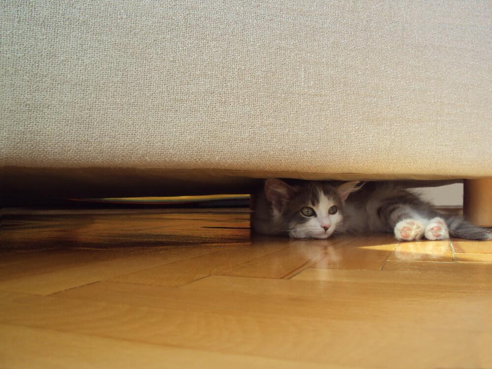 Why is My Cat Hiding under the Bed