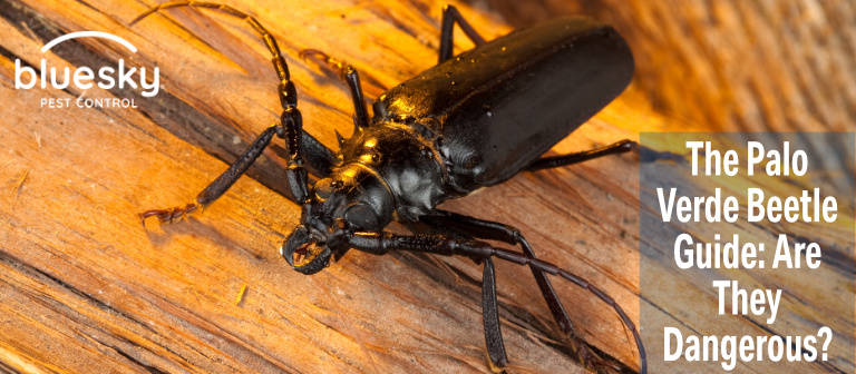 Are Palo Verde Beetles Harmful to Cats