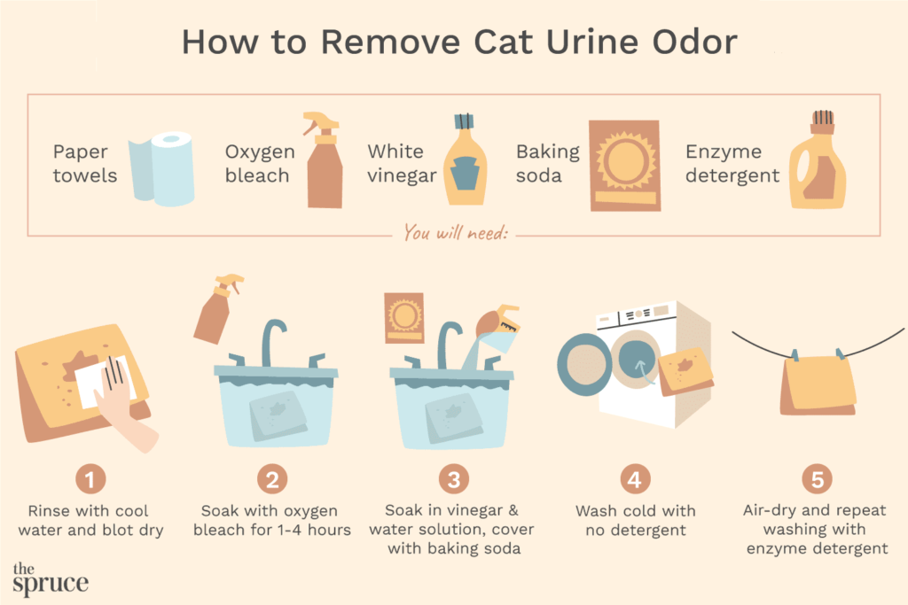 How to Get Cat Urine Smell Out of Couch